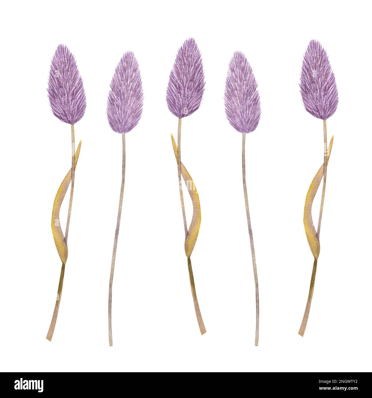 Stalks of lilac dried herb flowers. Hand-drawn watercolor illustration ...