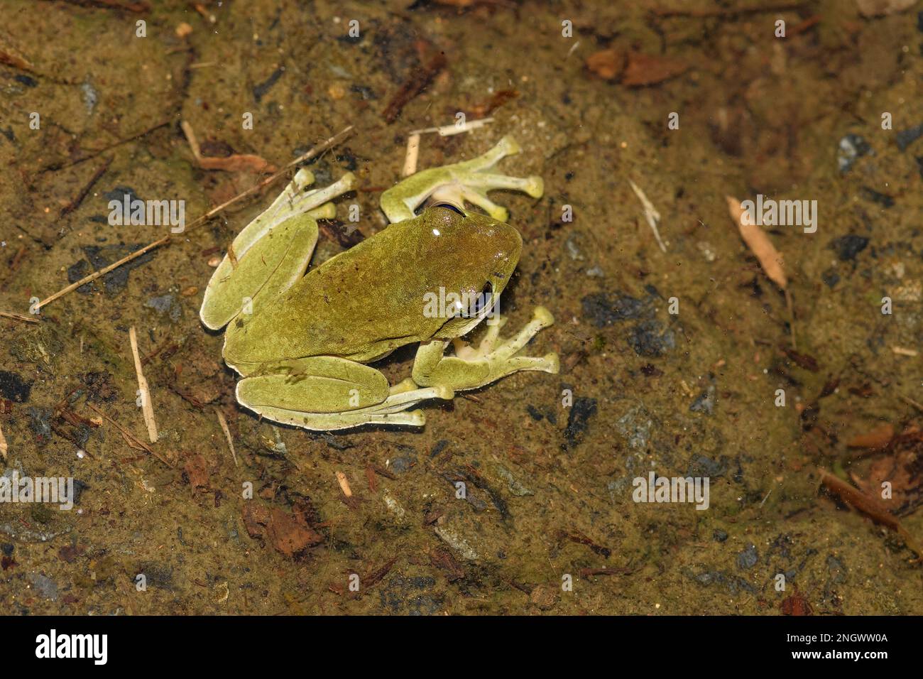 Amami green tree frog (Zhangixalus viridis amamiensis) from Amami Oshima, Japan. Stock Photo