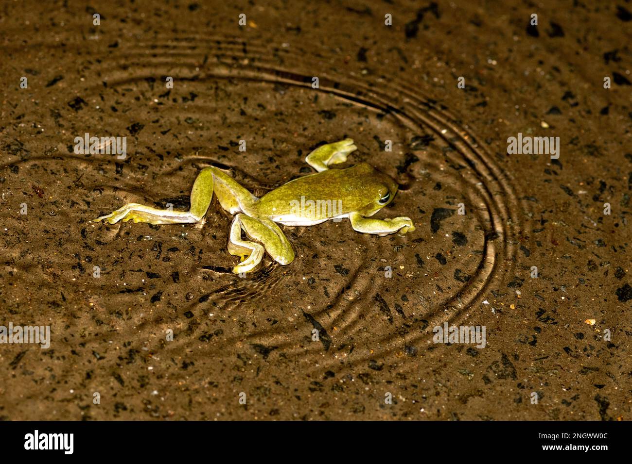 Amami green tree frog (Zhangixalus viridis amamiensis) from Amami Oshima, Japan. Stock Photo