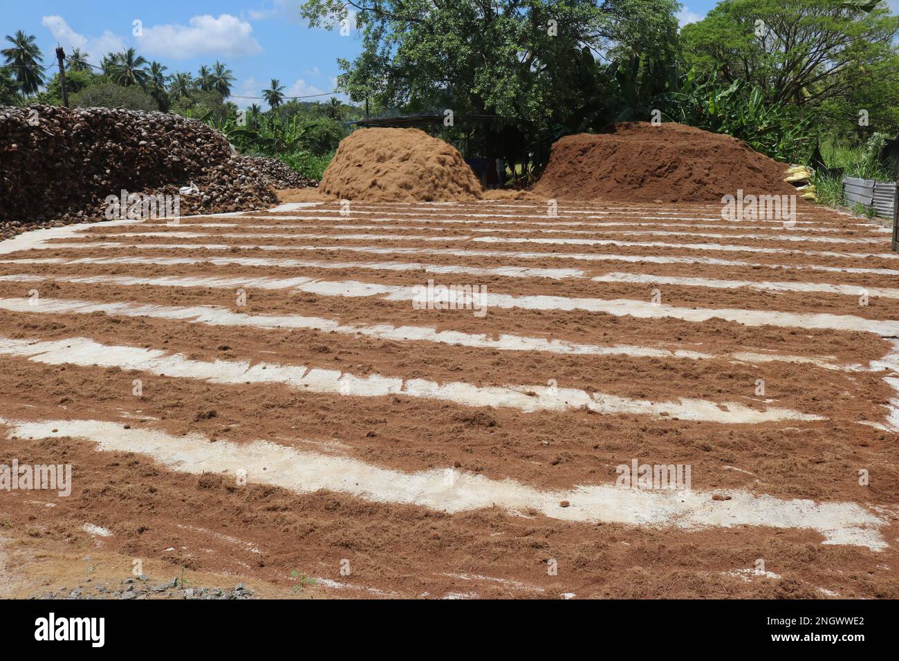 Making Coconut coir. Factory of Coconut Fiber Stock Photo - Alamy