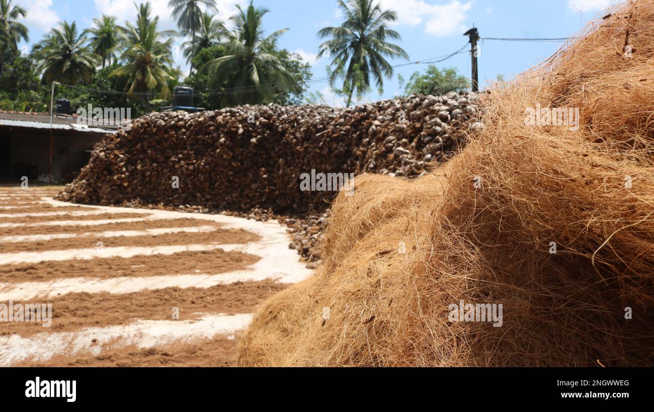 Making Coconut coir. Factory of Coconut Fiber Stock Photo Alamy