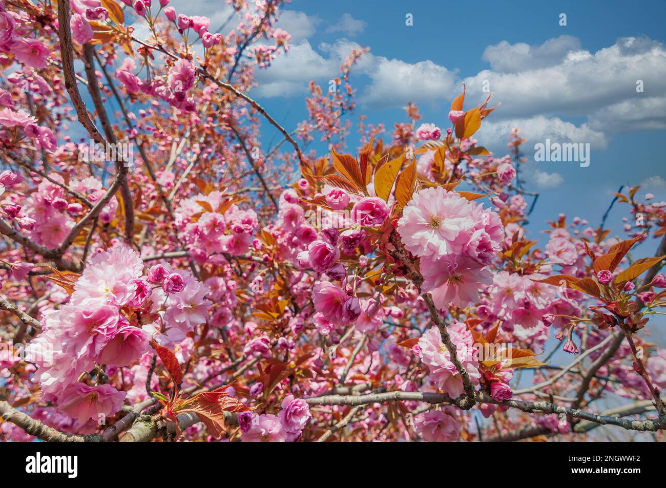 Blooming sakura flowers and blue sky. Colorful floral background Stock Photo