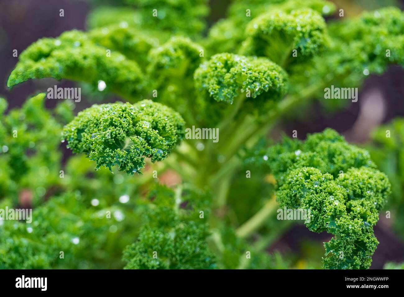 Leaves of fresh green salad with water drops on the garden bed. Selective focus Stock Photo