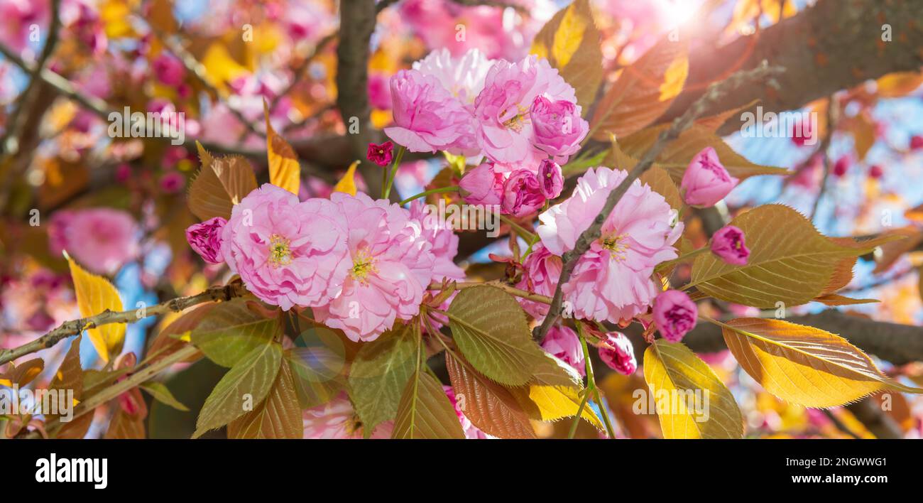 Blooming sakura banner. Beautiful cherry blossoms header Stock Photo