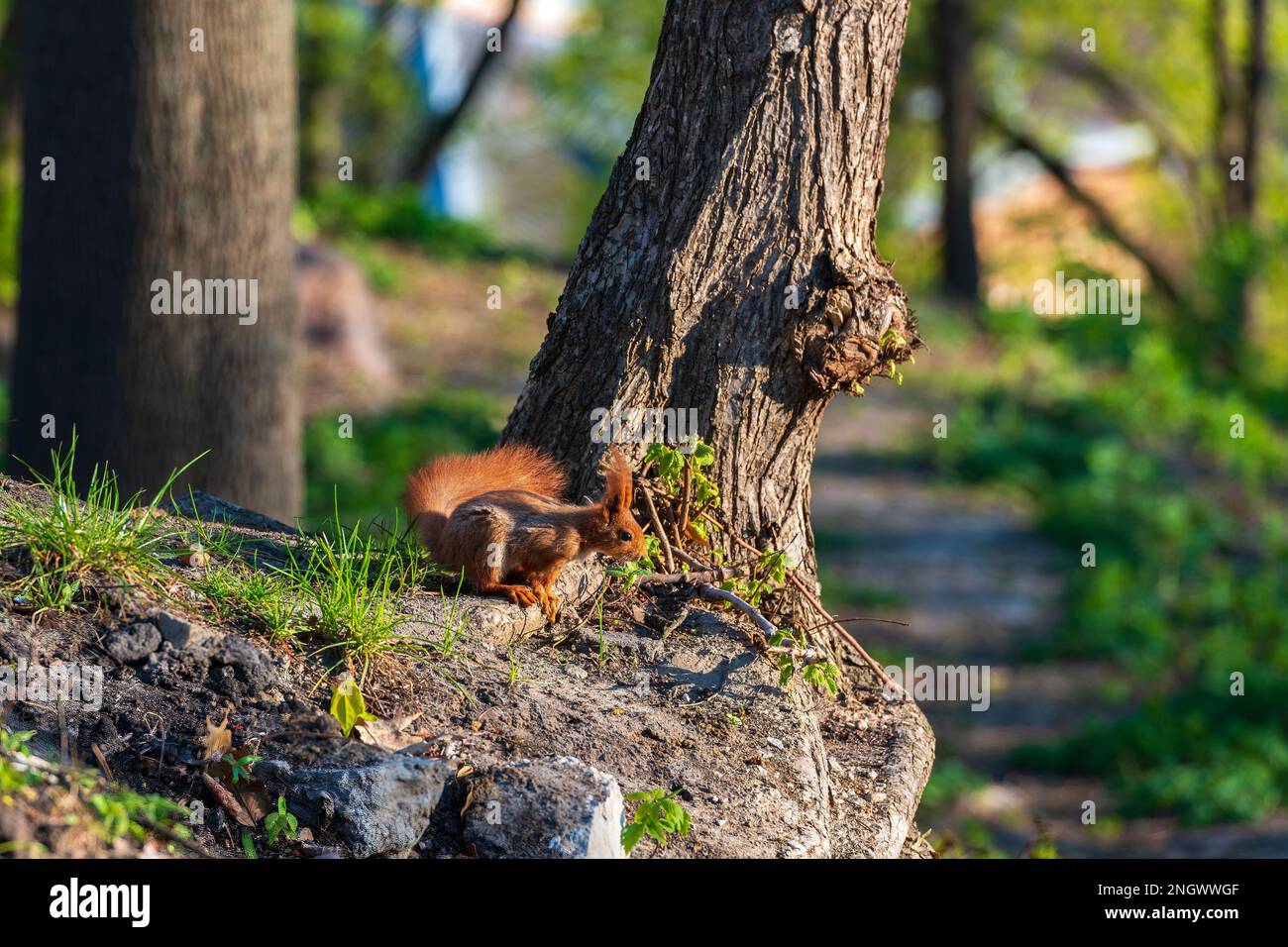 Little red squirrel in the sunny woods Stock Photo