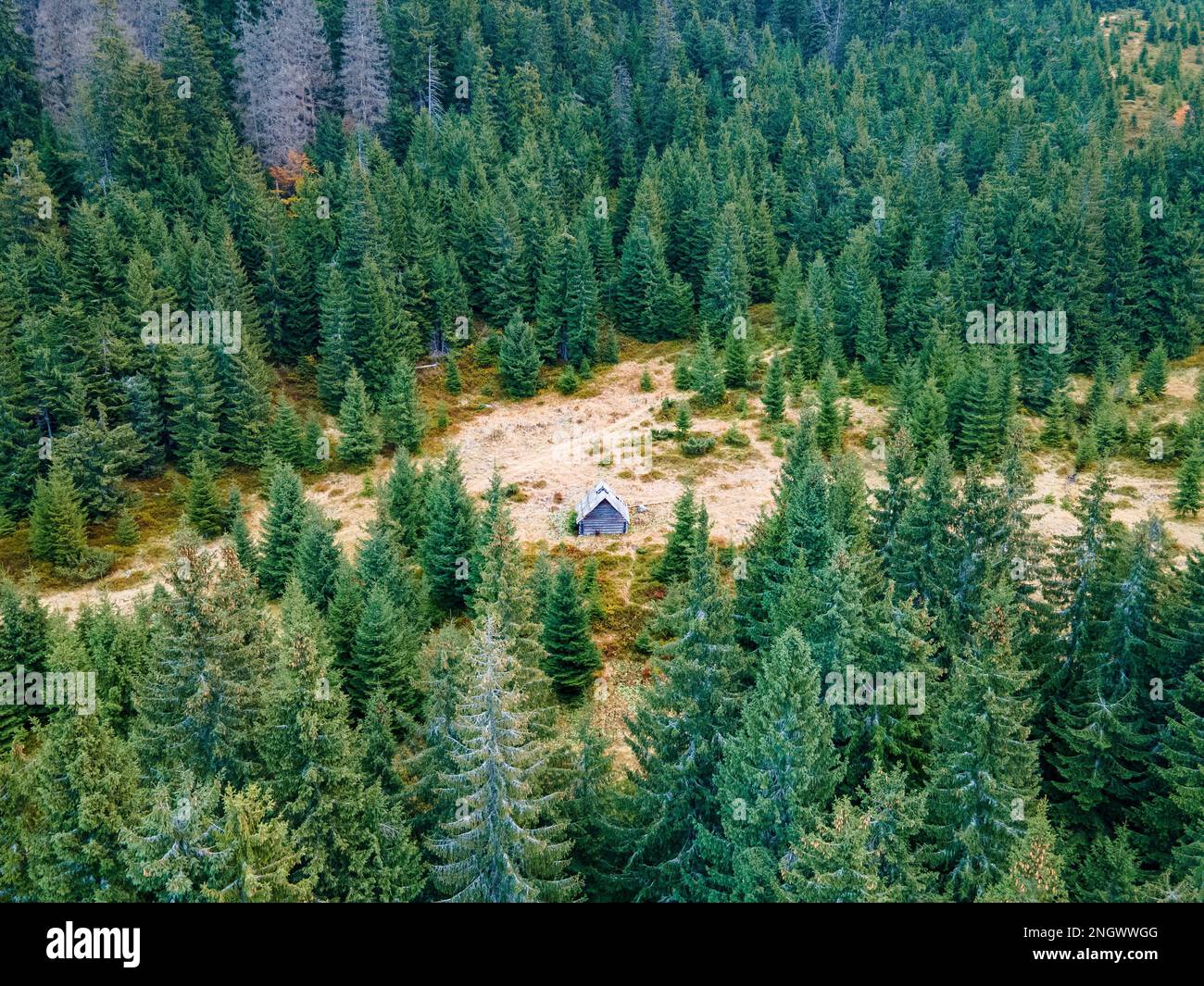 Tiny cabin in the woods. Aerial photo. Stock Photo