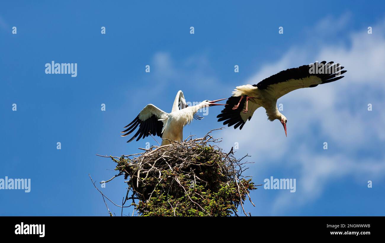 Aggression and territorial defend hi-res stock photography and images ...