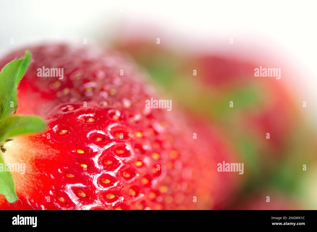 Strawberry with stem (Fragaria x ananassa) Everbearing - whole - fresh - closeup - copy space. Stock Photo