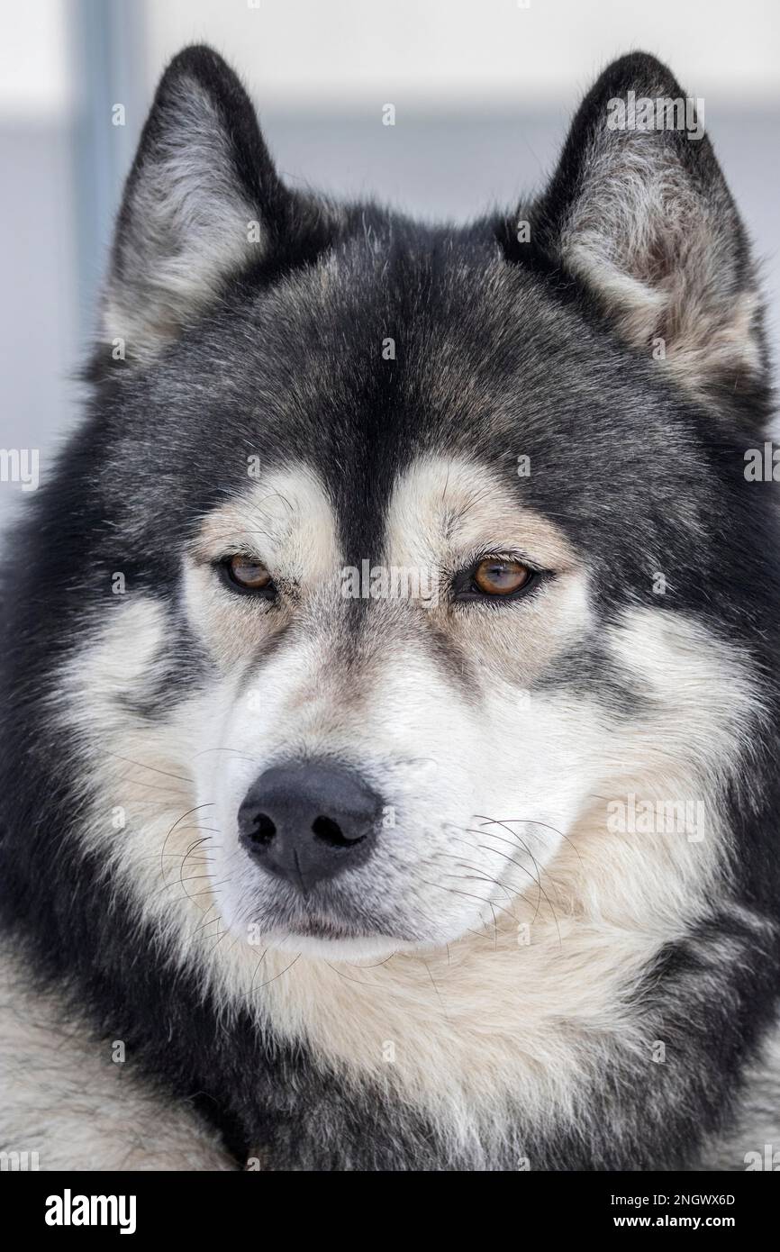 Husky, sled dog, portrait, Todtmoos, Black Forest, BadenWuerttemberg