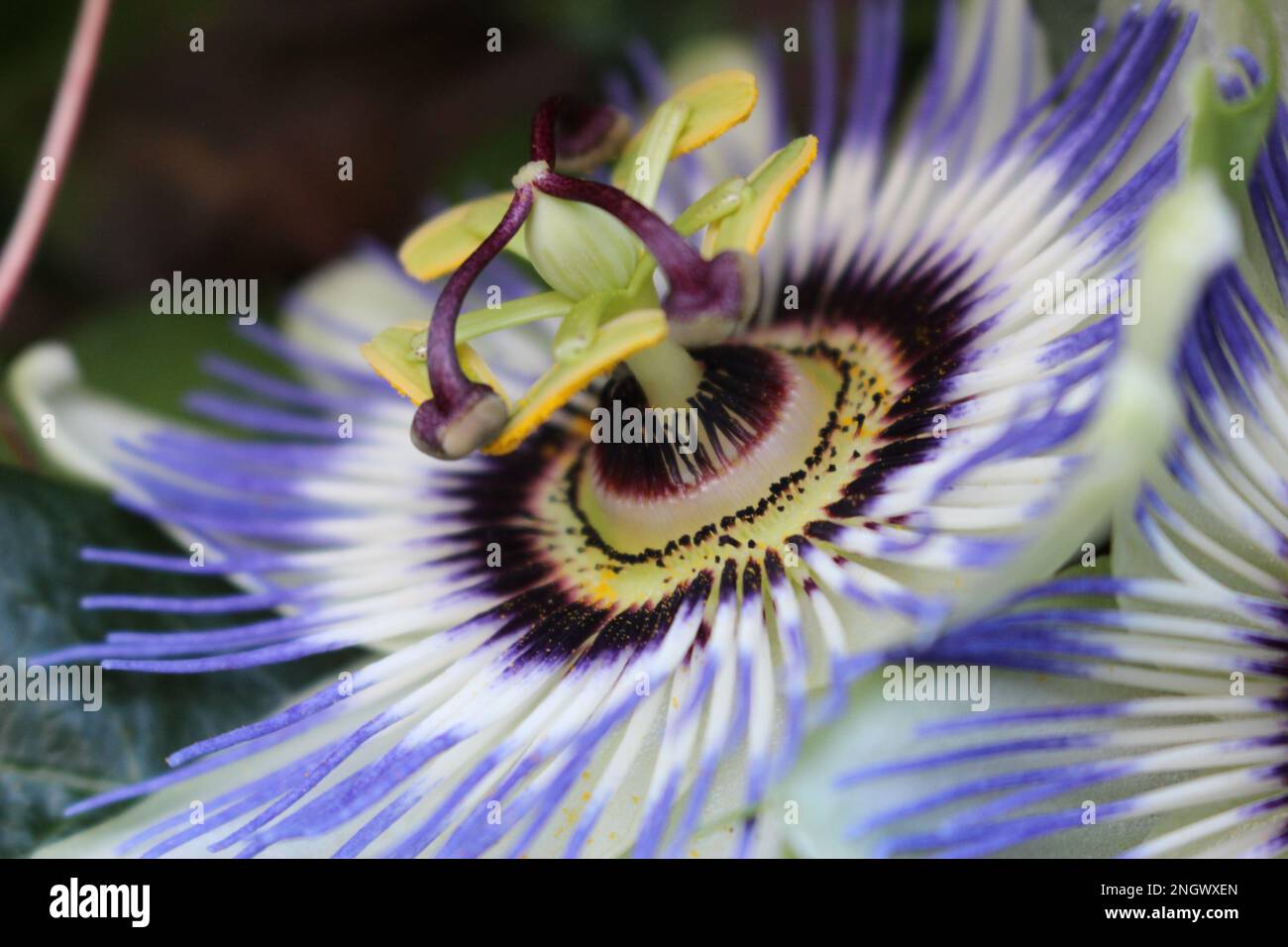 Purple passion fruit hi-res stock photography and images - Alamy