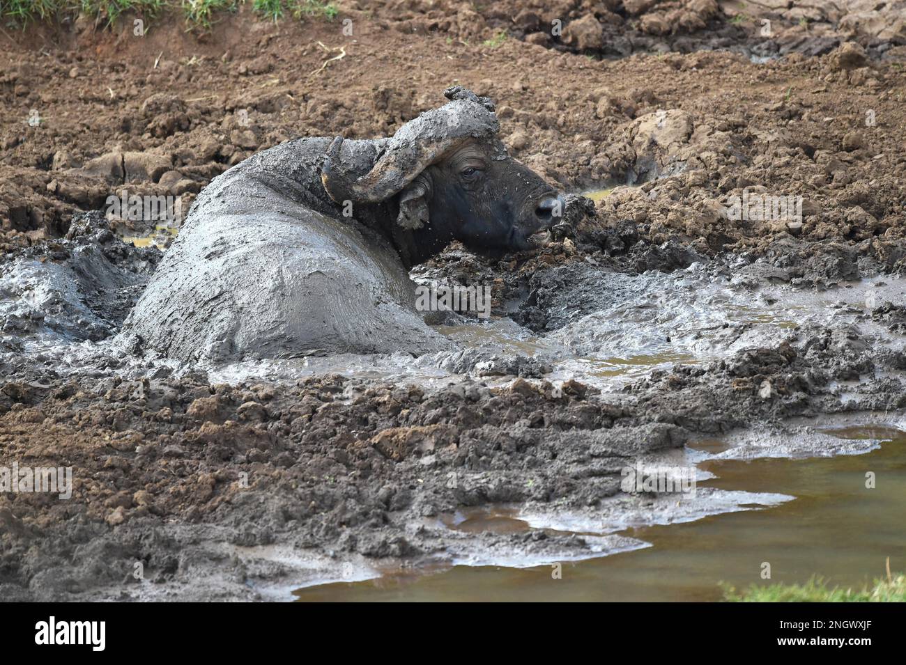 African buffalo (Syncerus caffer) taking a mud bath in Kenya Stock Photo