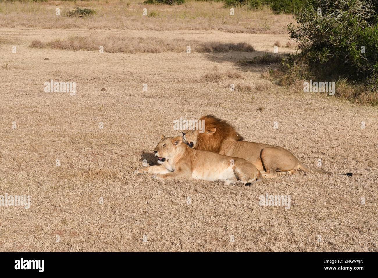 Lions (Panthera leo) pair in Kenya Stock Photo - Alamy