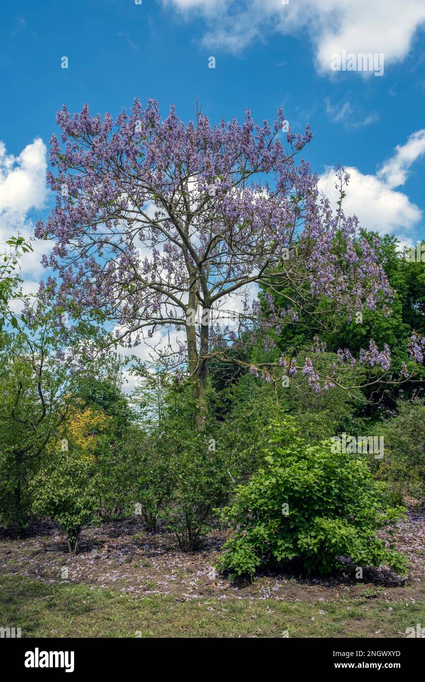 Empress tree (Paulownia tomentosa Stock Photo Alamy