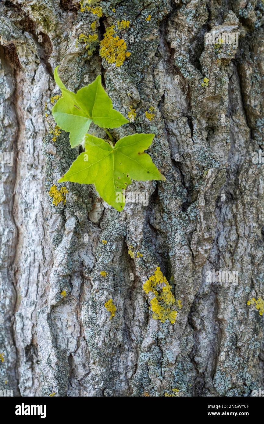 Trunk of a maple-leaved plane tree Stock Photo