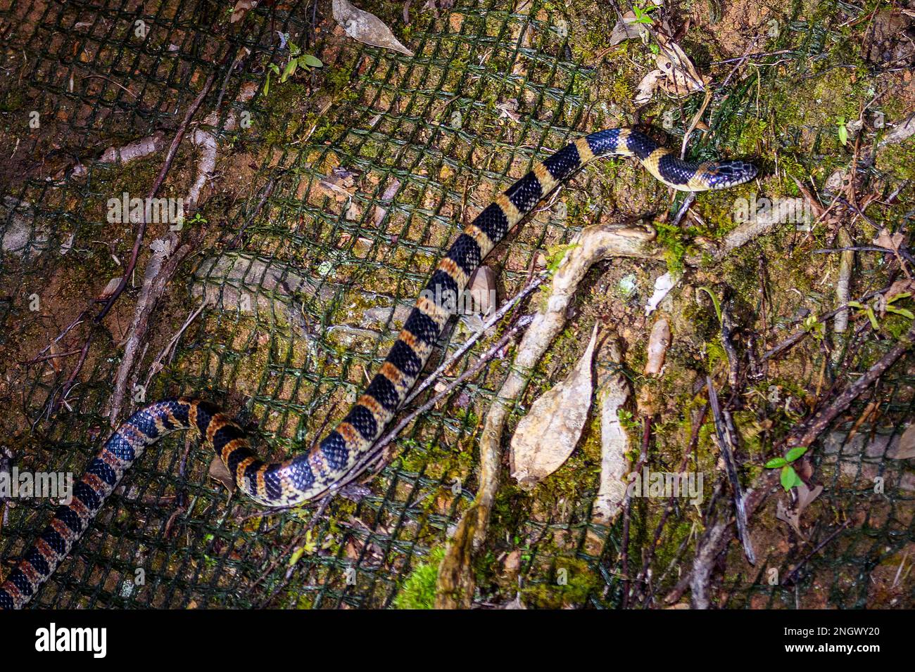 Ryukyu odd-tooth snake (Lycodon semicarinatus) from Amami Oshima, Japan. Stock Photo