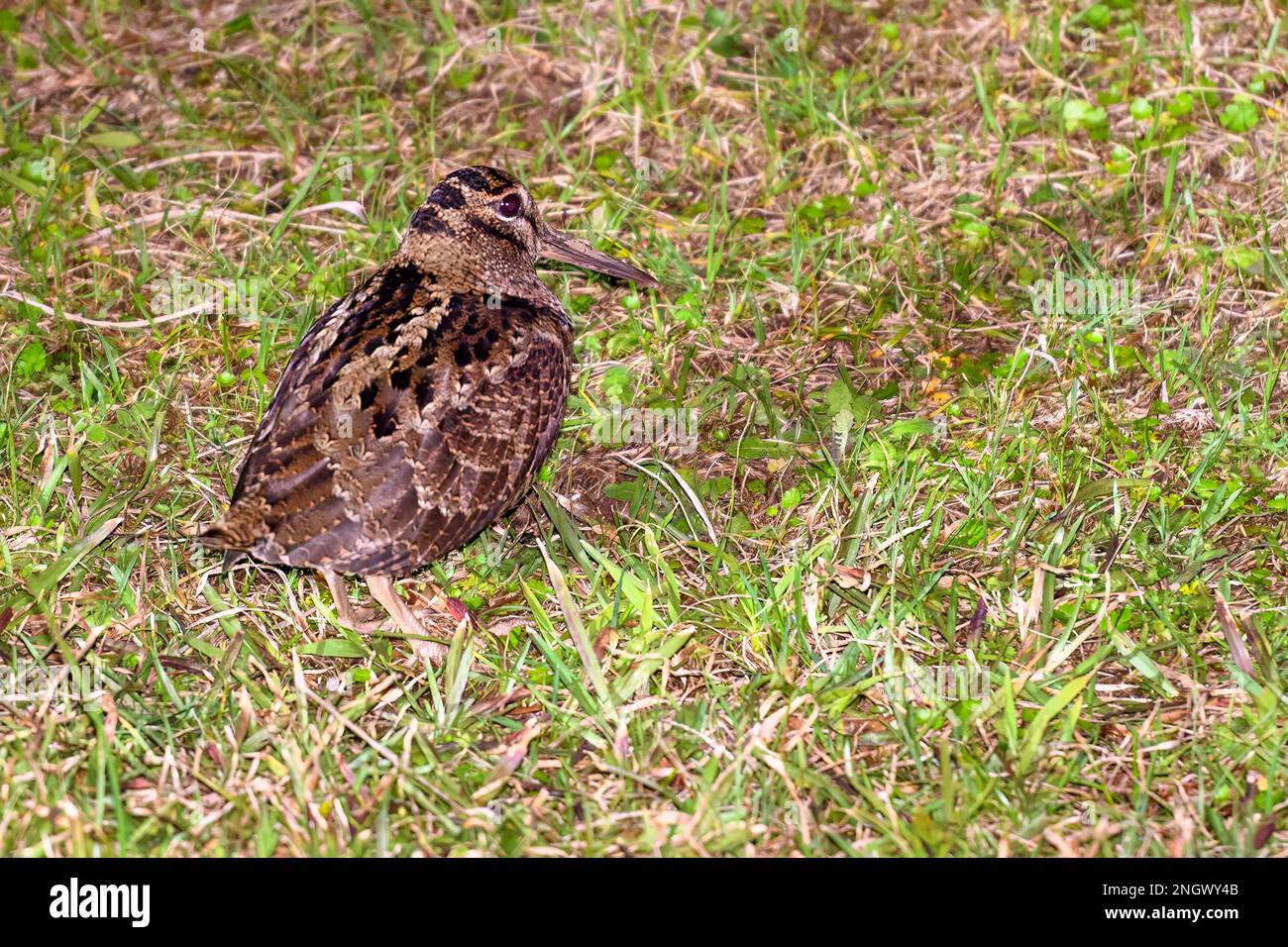 Amami woodcock (Scolopax mira) from Amami Oshima, Japan. Stock Photo