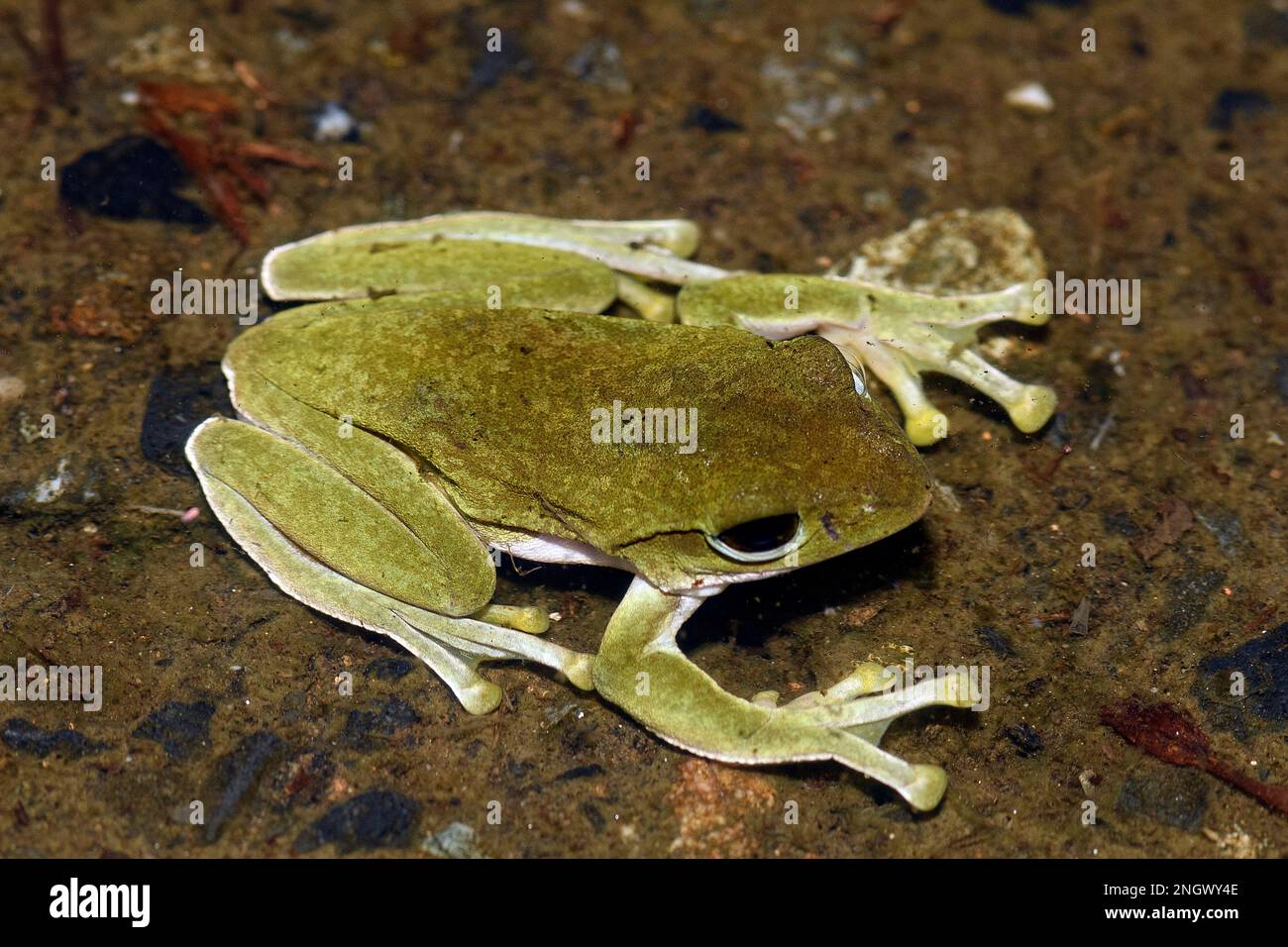 Amami green tree frog (Zhangixalus viridis amamiensis) from Amami Oshima, Japan. Stock Photo