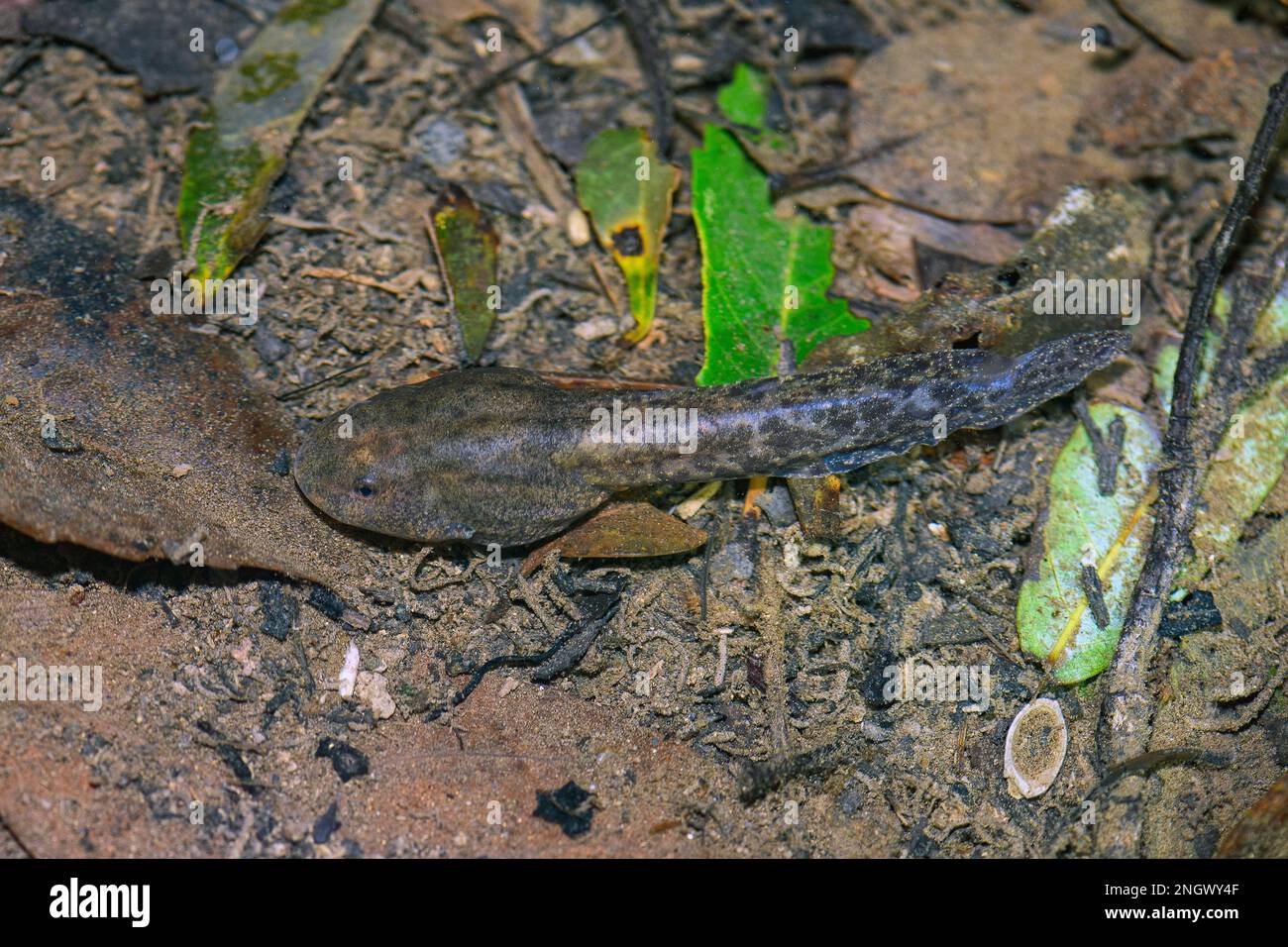 Large tadpole of the otton frog (Babina subaspera) from the temperate forest of Amami Oshima, southern Japan. Stock Photo