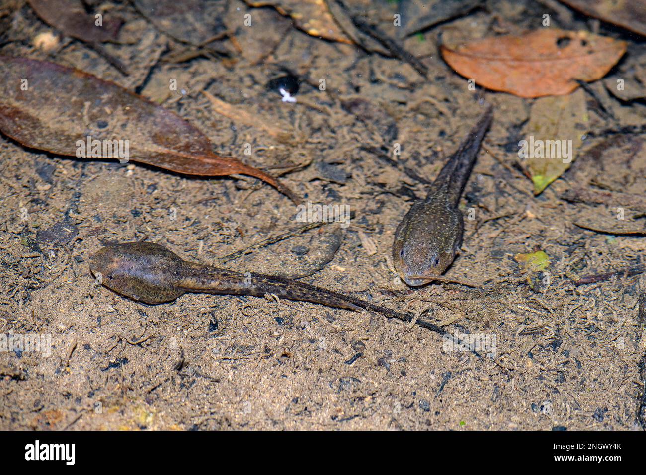Large tadpoles of the otton frog (Babina subaspera) from the temperate forest of Amami Oshima, southern Japan. Stock Photo