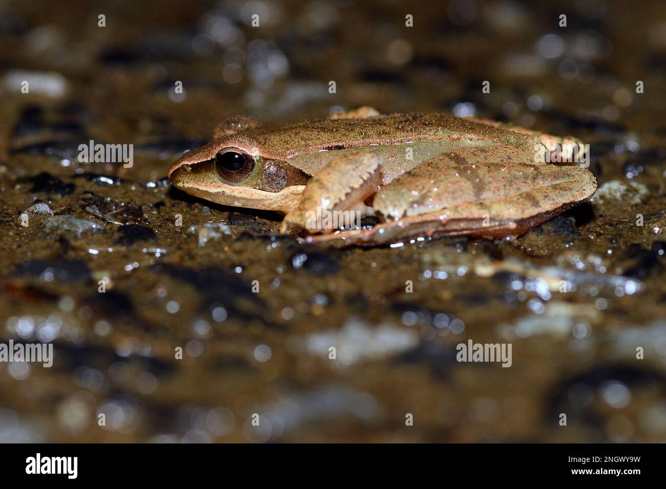 Ryukyu brown frog (Rana kobai) from Amami Oshima, southern Japan. Stock Photo