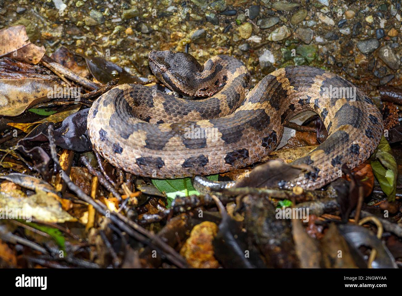 The venomous Hime Habu viper (Ovophis okinavensis) from Amami Oshima, Japan. Stock Photo