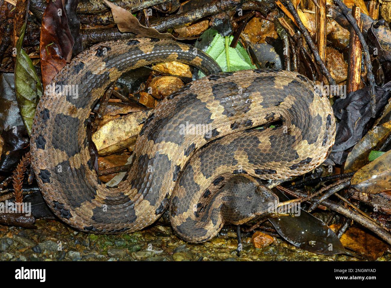 The venomous Hime Habu viper (Ovophis okinavensis) from Amami Oshima, Japan. Stock Photo