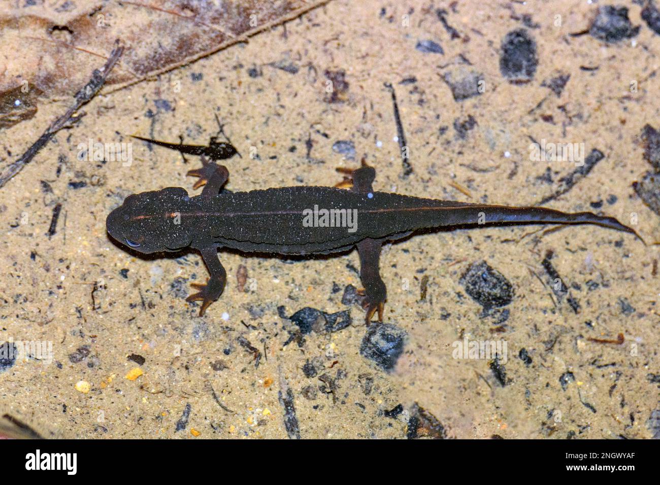 Sword-tailed newt (Cynops ensicauda) from Amami Oshima, Japan. Do note the three juvenile salamander in the photo. Stock Photo