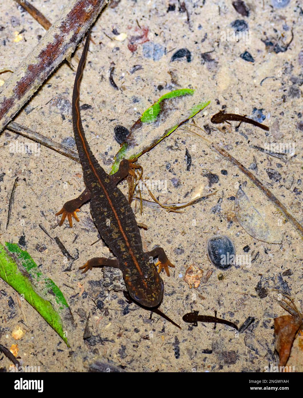 Sword-tailed newt (Cynops ensicauda) from Amami Oshima, Japan. Do note the three juvenile salamanders in the photo. Stock Photo