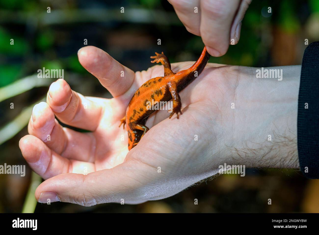 Sword-tailed newt (Cynops ensicauda, ventral view) from Amami Oshima, Japan. Stock Photo