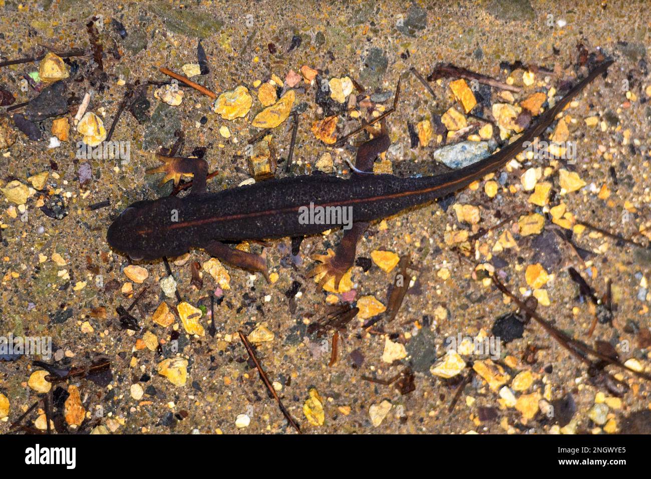 Sword-tailed newt (Cynops ensicauda) from Amami Oshima, Japan. Stock Photo