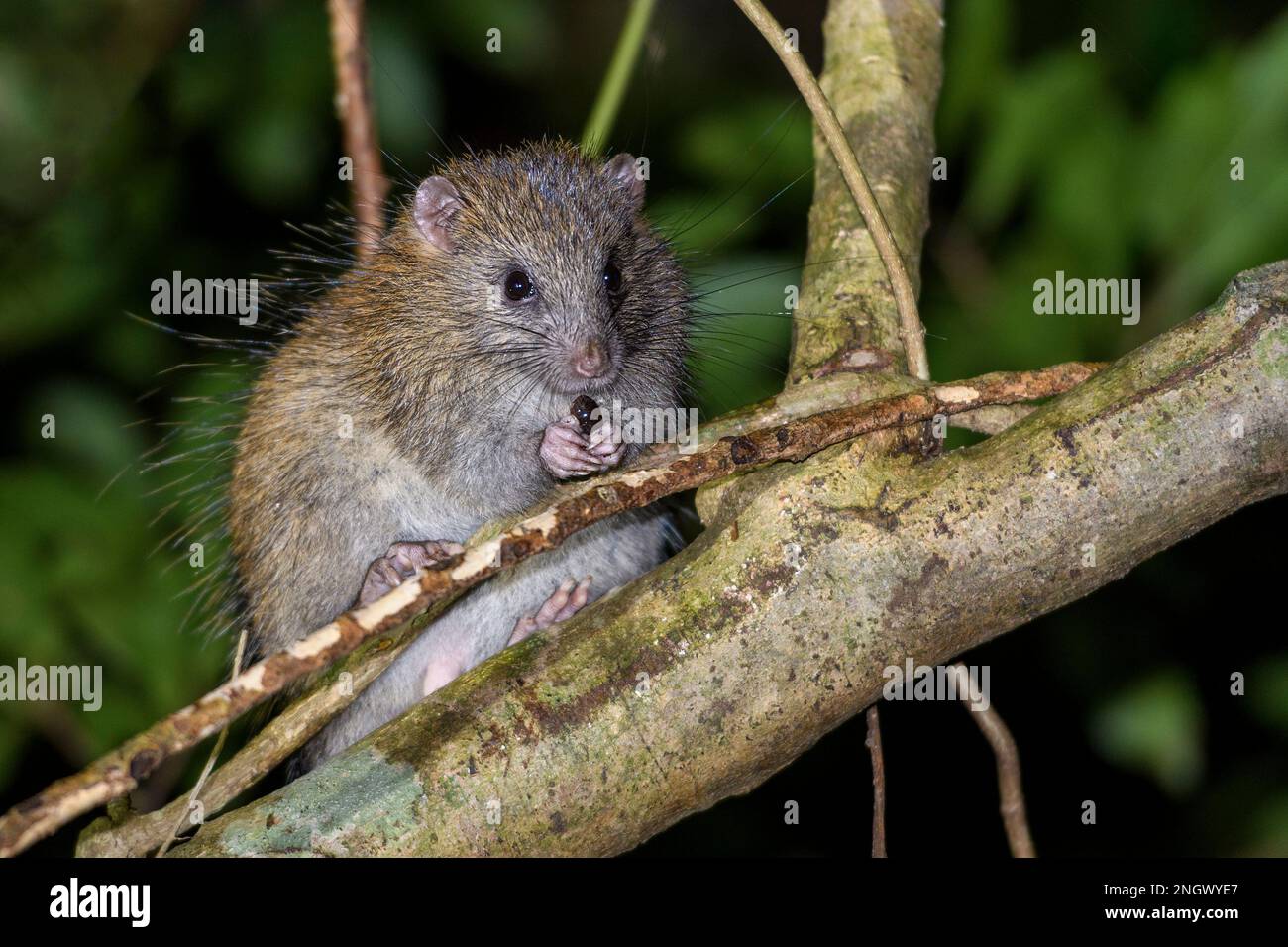 Ryukyu long-tailed rat (Diplothrix legata) photographed in the temperate forest of Amami Oshima Island, Japan. Stock Photo