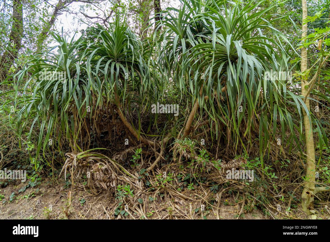 Pandanus boninensis from Amami Oshima, southern Japan. Stock Photo