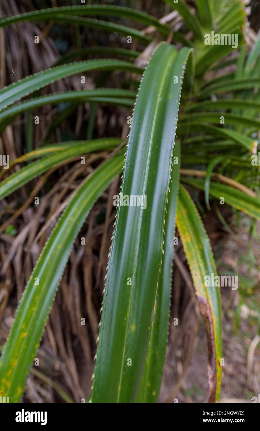 Leaf of Pandanus boninensis from Amami Oshima, southern Japan. Stock Photo