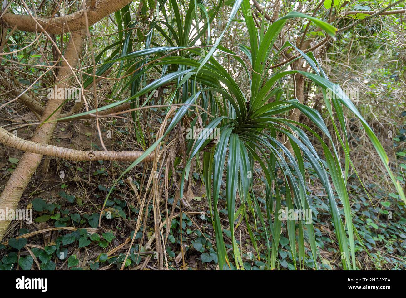 Pandanus boninensis from Amami Oshima, southern Japan. Stock Photo