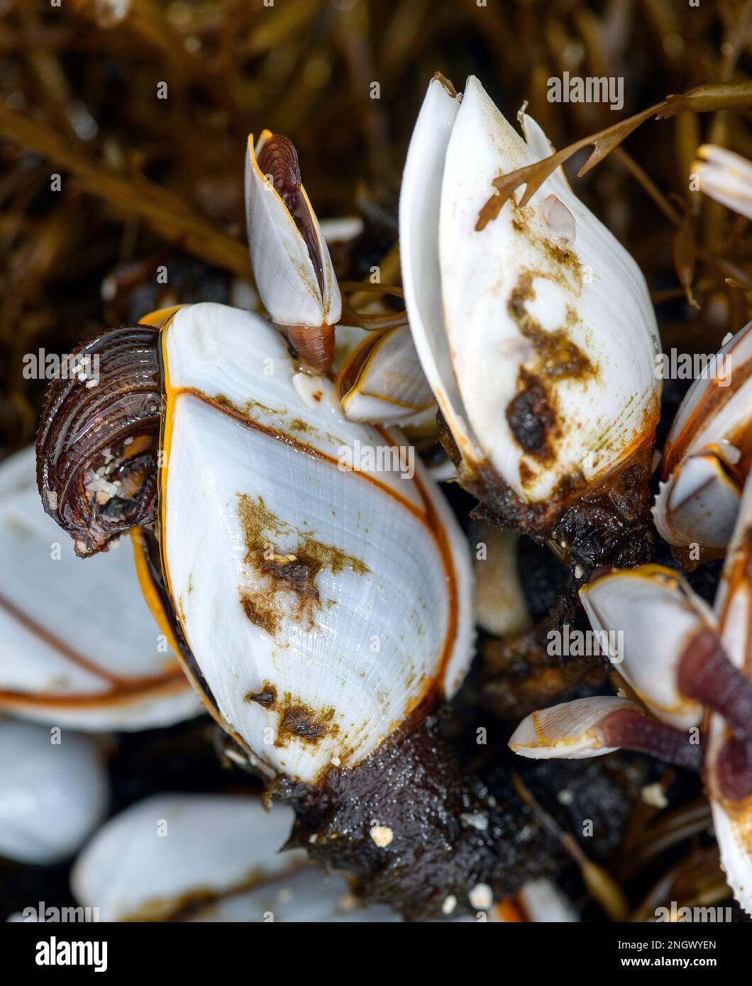 Pelagic gooseneck barnacles (Lepas anatifera)  have drifted ashore on the beash of Amami Oshima, souther Japan. Stock Photo