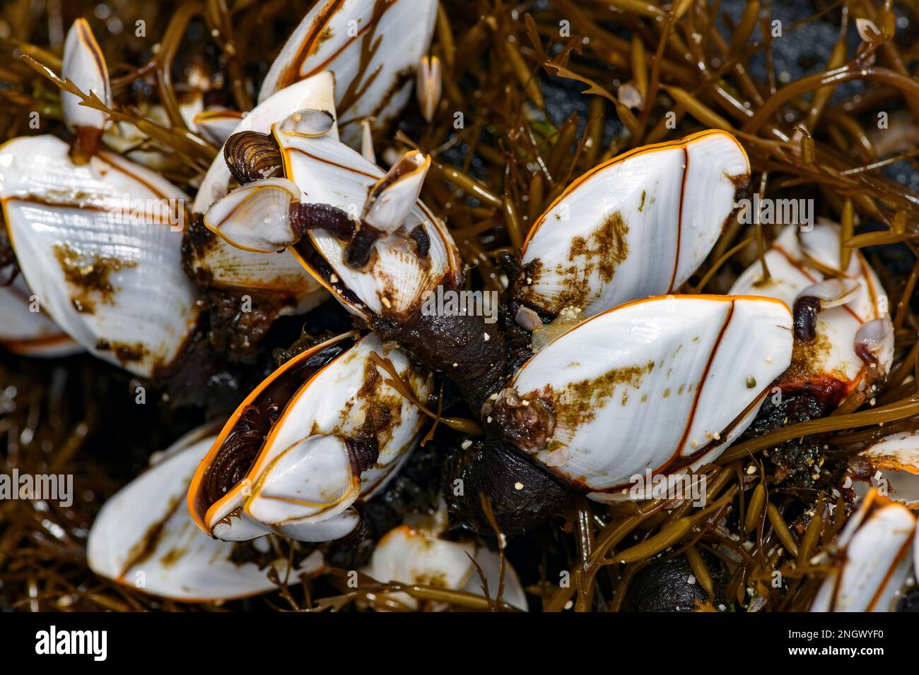 Pelagic gooseneck barnacles (Lepas anatifera)  have drifted ashore on the beash of Amami Oshima, souther Japan. Stock Photo