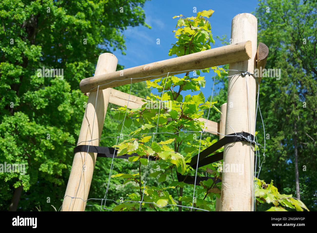 Deciduous tree in the park hi-res stock photography and images - Alamy