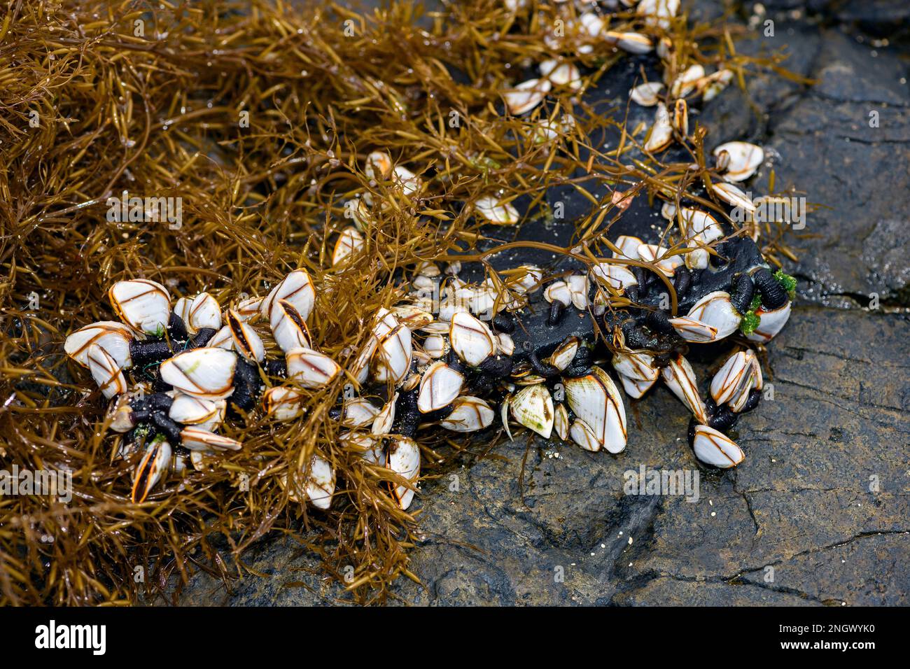 Pelagic gooseneck barnacles (Lepas anatifera)  have drifted ashore on the beash of Amami Oshima, souther Japan. Stock Photo