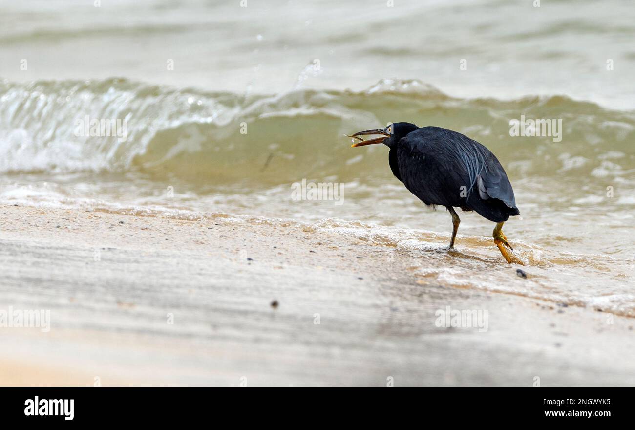 Pacific reef egret (Egretta sacra, dark morph)  feeding on a beach at Amami Oshima, southern Japan. Stock Photo