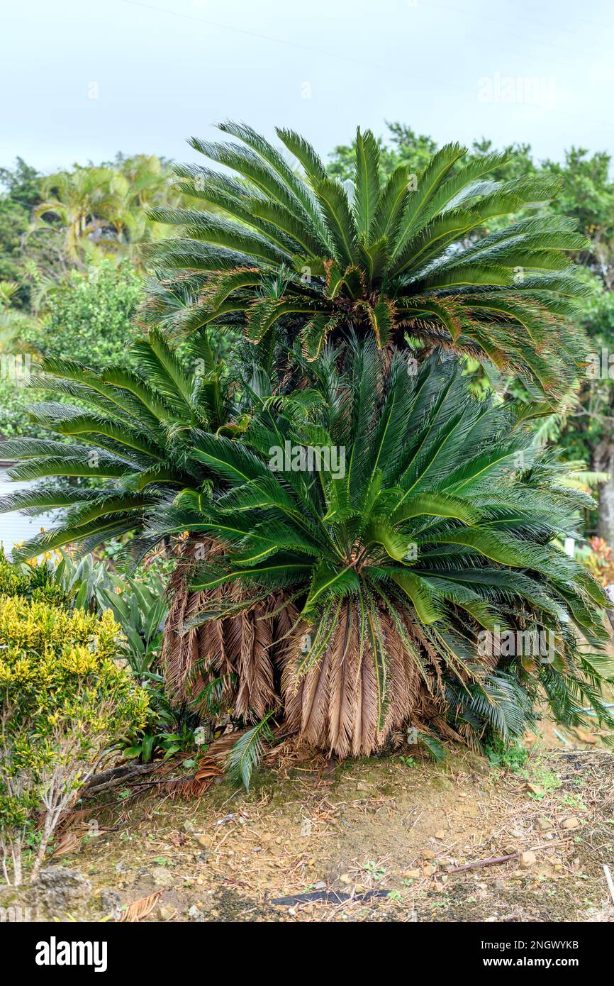 Japanese sago palm (Cycas revoluta) from Amami Ohsima, southern Japan. Stock Photo