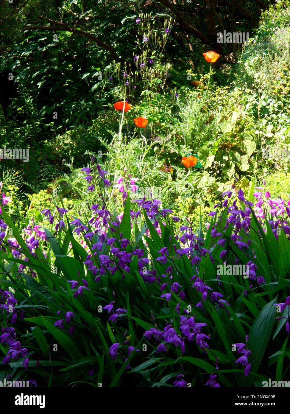 English country garden in full colour Stock Photo - Alamy