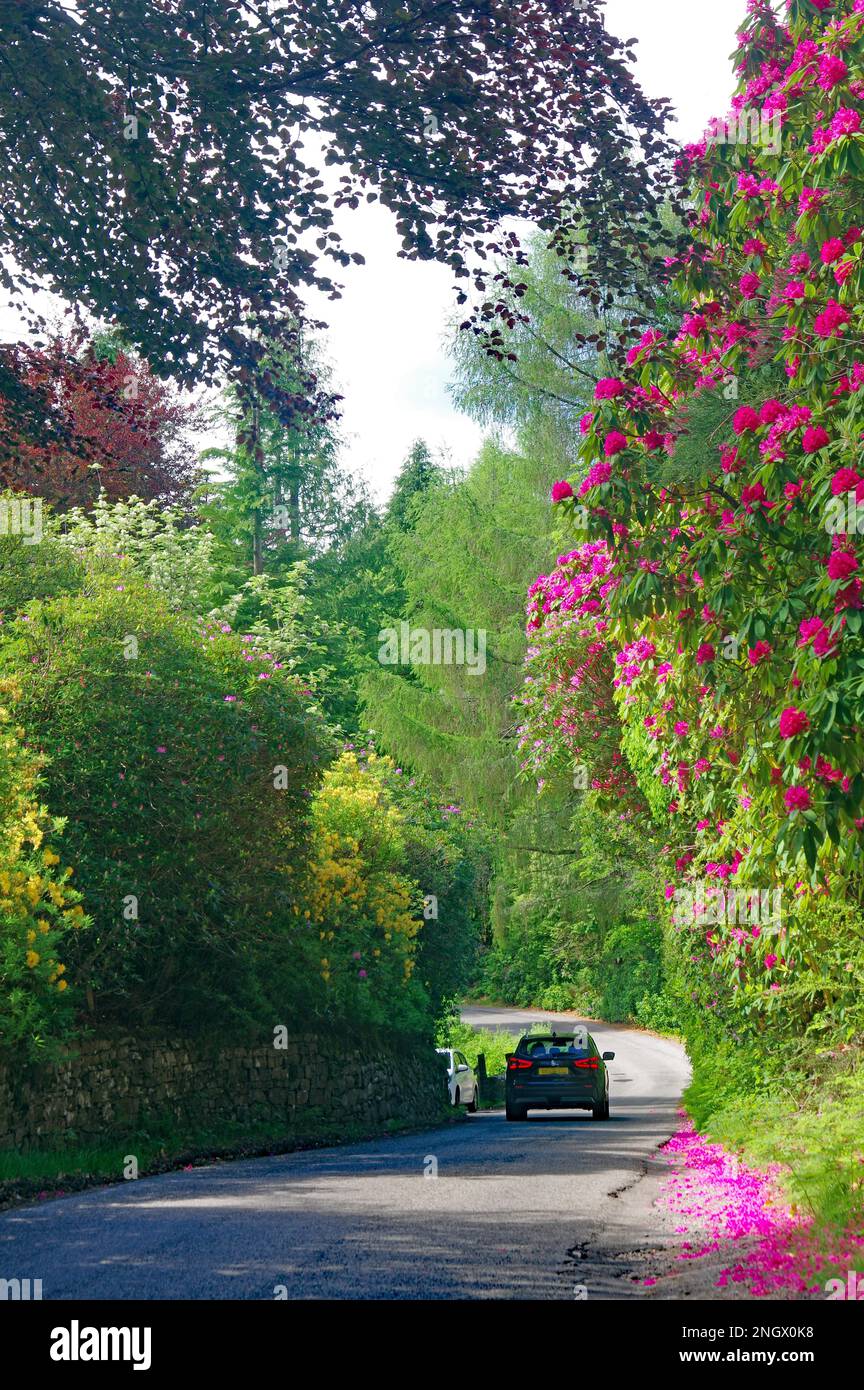 Huge rhododendrons tower over a narrow road, Spring, Western Scotland, Highlands, Great Britain Stock Photo