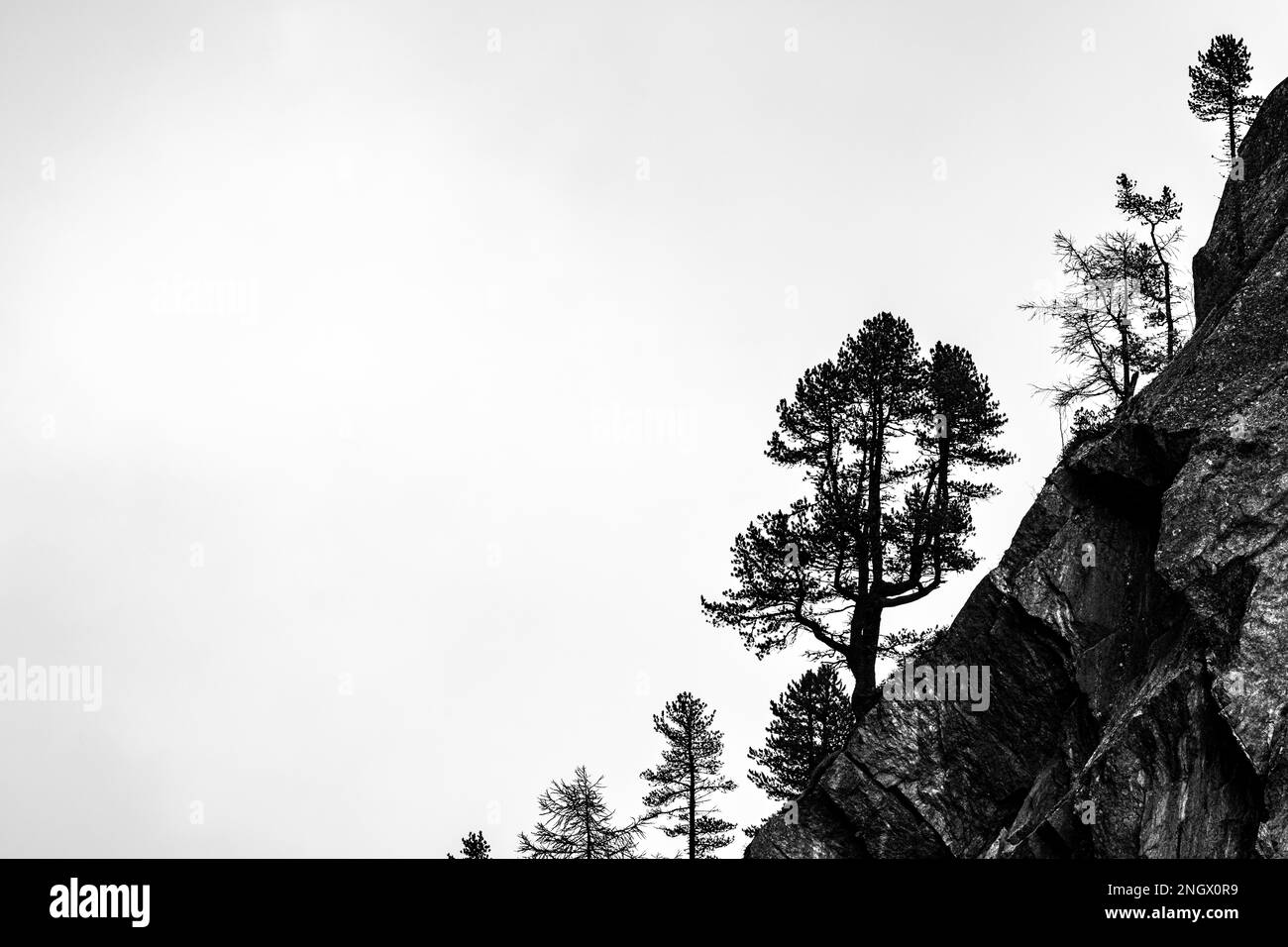 Single trees on rocky ridge in backlight, Pfossental, Merano, Vinschgau, South Tyrol, Italy Stock Photo