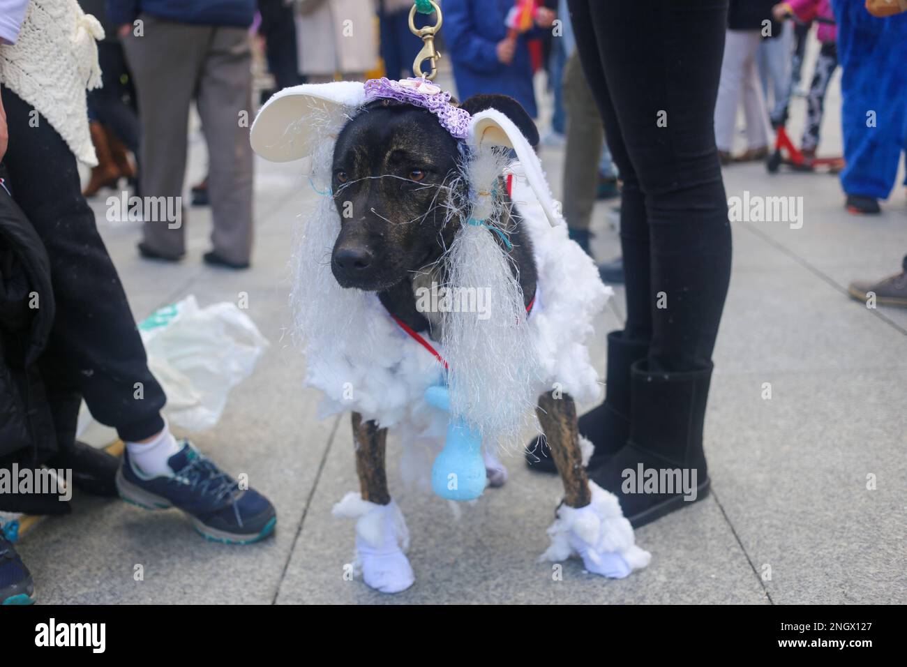 Aviles, Spain, 19th February, 2023: A dog dressed as a sheep during the Antroxaes Mascot Contest on February 18, 2023, in Aviles, Spain. Credit: Alberto Brevers / Alamy Live News Stock Photo