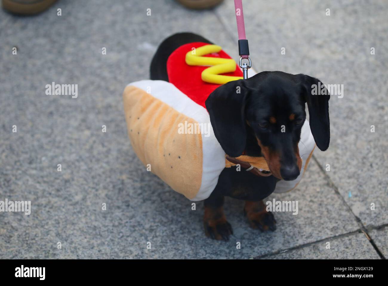 Aviles, Spain, 19th February, 2023: A dog disguised as a Hot-dog during the Antroxaes Pet Contest on February 18, 2023, in Aviles, Spain. Credit: Alberto Brevers / Alamy Live News Stock Photo