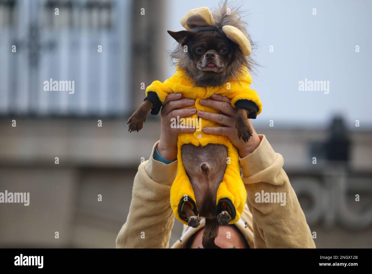 Aviles, Spain, 19th February, 2023: A dog dressed as Simba, is picked up by its owner during the Antroxaes Pet Contest on February 18, 2023, in Aviles, Spain. Credit: Alberto Brevers / Alamy Live News Stock Photo