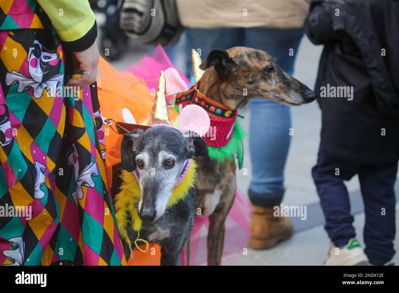 Aviles, Spain, 19th February, 2023: Two greyhounds in costume during the Antroxaes Mascot Contest on February 18, 2023, in Aviles, Spain. Credit: Alberto Brevers / Alamy Live News Stock Photo