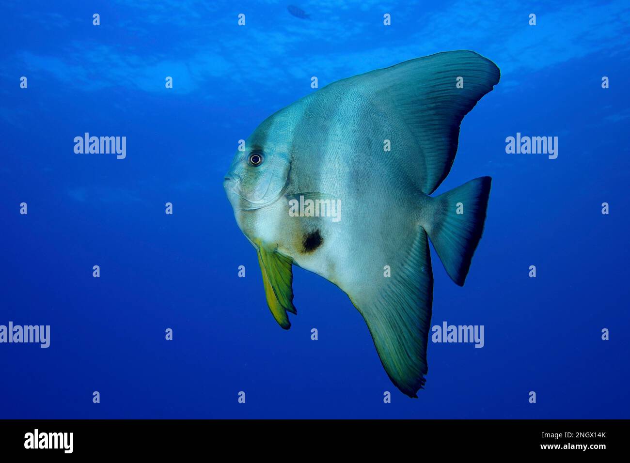 Roundfin Fish Juvenile roundhead batfish (Platax orbicularis), solid blue background ...