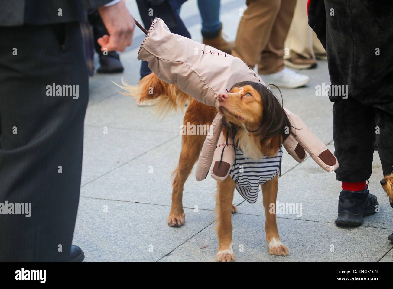 Aviles, Spain, 19th February, 2023: A dog dressed as Adams Family Thing during Antroxaes Pet Contest on February 18, 2023, in Aviles, Spain. Credit: Alberto Brevers / Alamy Live News Stock Photo