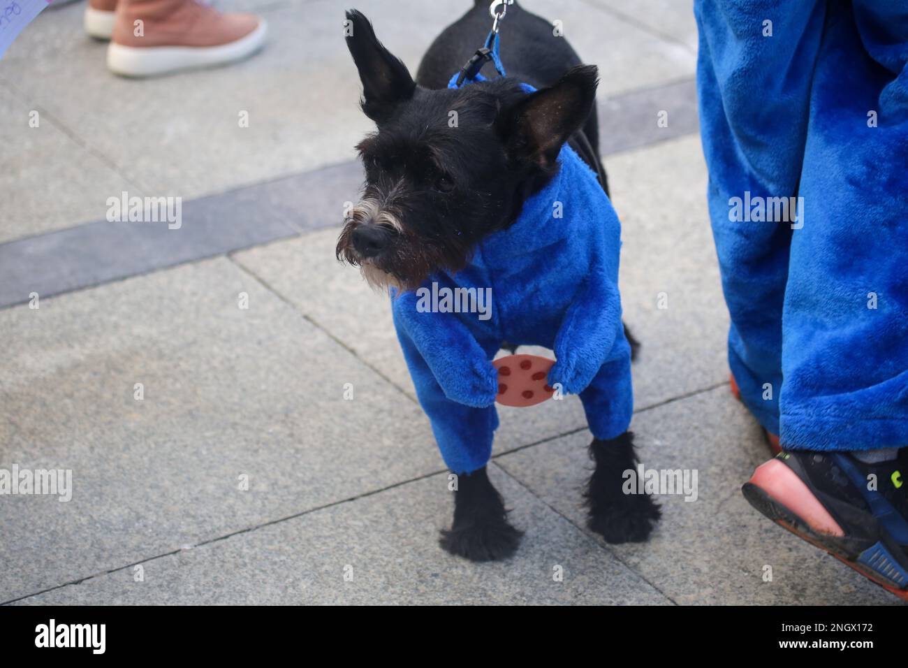 Aviles, Spain, 19th February, 2023: A dog dressed as the cookie monster during the Antroxaes Pet Contest on February 18, 2023, in Aviles, Spain. Credit: Alberto Brevers / Alamy Live News Stock Photo